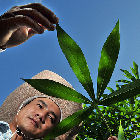 Cassava researcher in Laos
