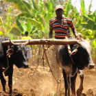 A farmer in East Africa 