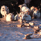 Cattle in Kenya Cattle in Kenya