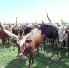 Ugandan Ankole cattle