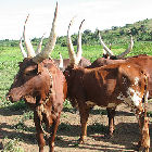 Cattle in Uganda