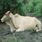 Public involvement leads to better control of animal disease epidemics