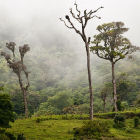 A cloud forest