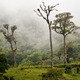 A cloud forest