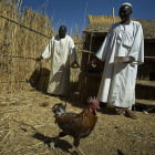 Men tending chickens in Chad, Africa