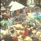 Chickens on a market in China