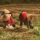 Chinese farmers transplanting rice