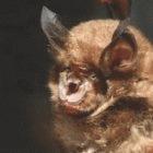 The Chinese horseshoe bat carries a virus similar to the one that causes SARS