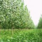 Plantation in China's Huairou district