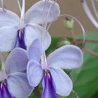 <i>Clerodendrum myricoides</i> — an African shrub that Kenyan researchers say has anti-malarial qualities
