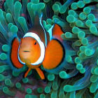 Clownfish in its natural environment