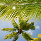 A coconut tree on a Pacific island