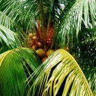 <i>Cocos nucifera palm</i>