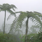 Colombian forest
