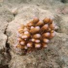 A juvenile coral growing on a large coral that died following the 1997 Indonesian wildfires.