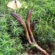 Coprdyceps or catterpillar fungus