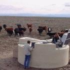 Cattle surround on of the observatory's cosmic ray detectors
