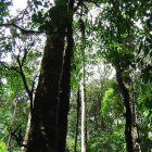 rainforest, canopy from below