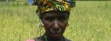 Flickr/Africa Rice