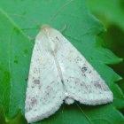 The bollworm, Helicoverpa armigera