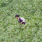 Picking cotton in northern China