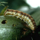 A bollworm on a cotton plant
