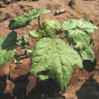 A cotton plant affected by leaf curl virus