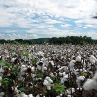 Cotton field