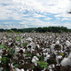 Cotton field