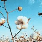 Researchers doubled the cotton yield with the method