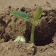 Cowpea seedling