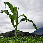 Crops in Uganda