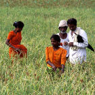 Crop harvesting in India