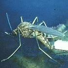 A mosquito of the culex genus, which transmits West Nile virus