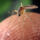 Tratamiento Fiebre Del Valle Del Rift