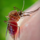 Culex quinquefasciatus