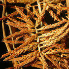 <i>Cyperus esculentus</i>
