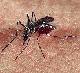 Aedes aegypti, principal transmisor del dengue