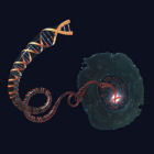DNA extending out from a cell