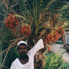 Date farmer