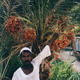Date farmer