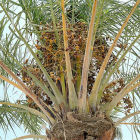 A date palm