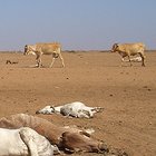 Cattle killed by drought