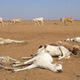 Dead cattle during drought, Horn of Africa 