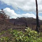 Deforestation 