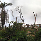 Deforestation in Liberia