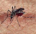 Aedes aegypti, principal transmisor del dengue