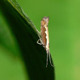 Diamondback moth