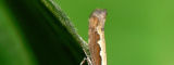 La fausse-teigne des crucif&egrave;res - Flickr/BugMan50