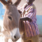 A donkey and its owner in Africa A donkey and its owner in Africa